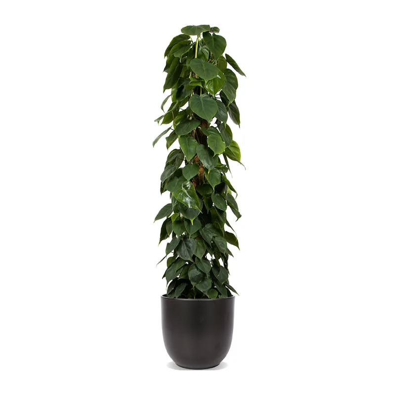 Philodendron scandens (Kletter-Philodendron) (XL)