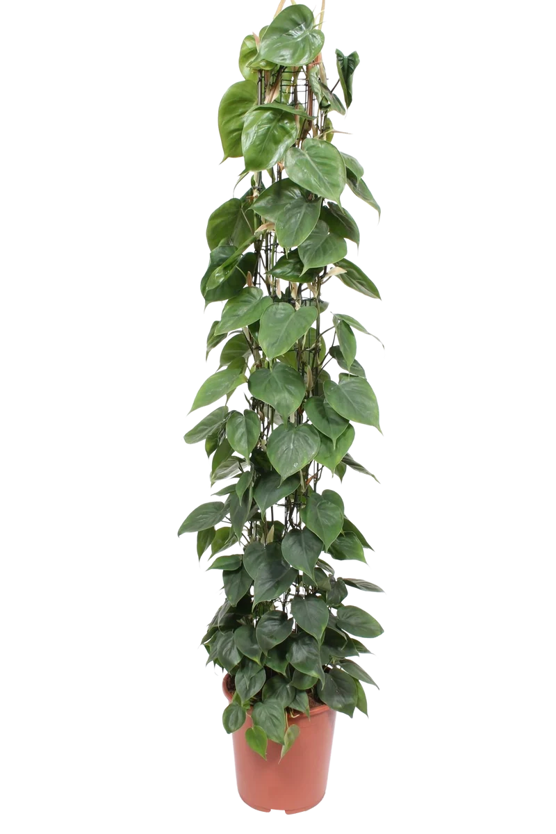 Philodendron scandens (Kletter-Philodendron) (XL)