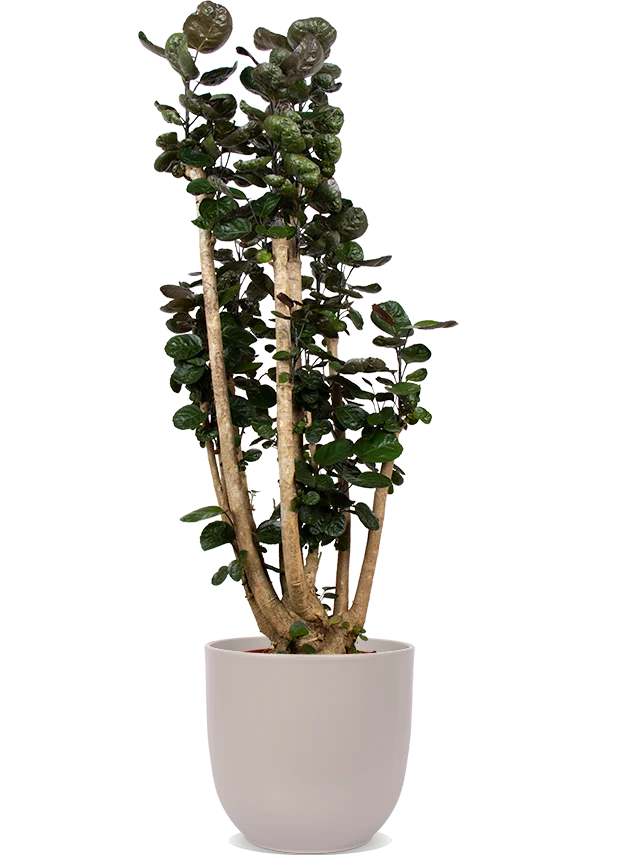 Polyscias fabian (Fiederaralie) (XL)