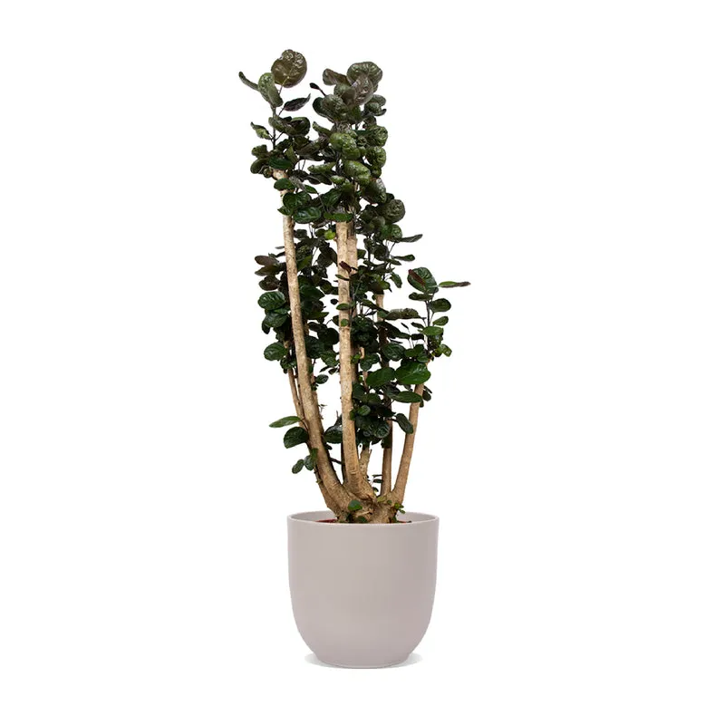 Polyscias fabian (Fiederaralie) (XL)