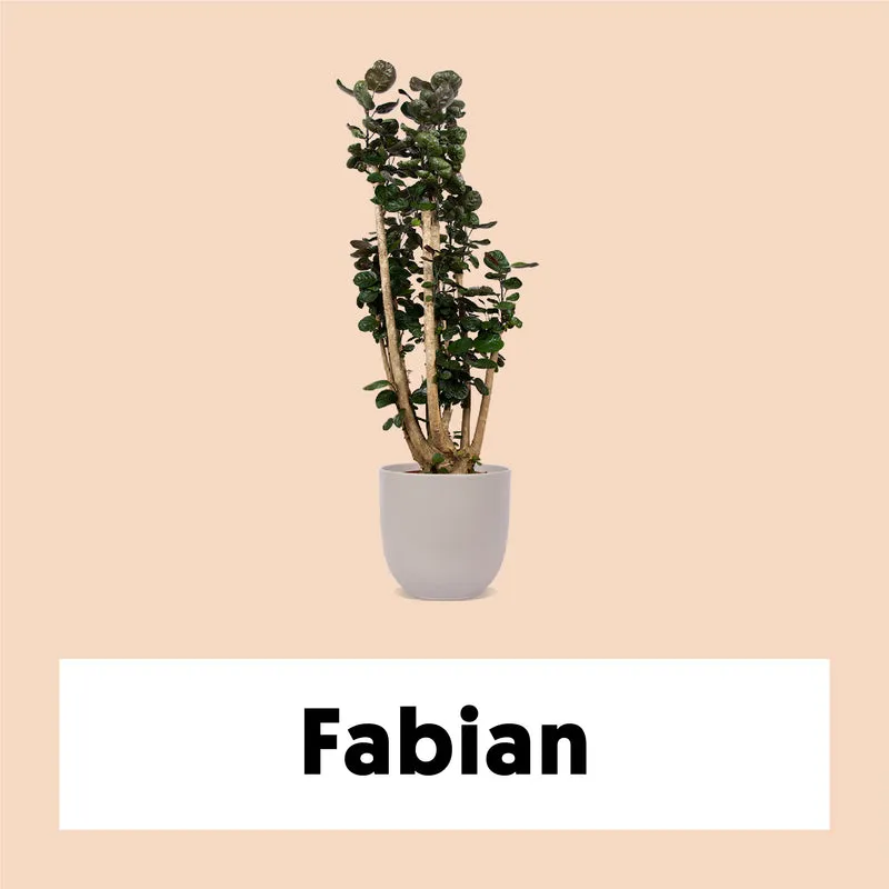 Polyscias fabian (Fiederaralie) (XL)