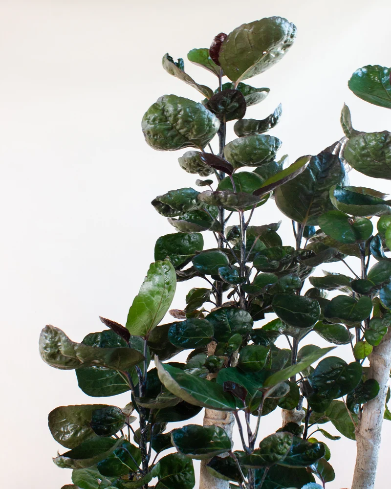 Polyscias fabian (Fiederaralie) (XL)