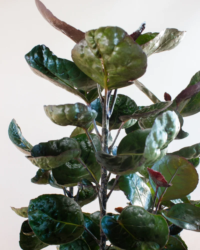 Polyscias fabian (Fiederaralie) (XL)