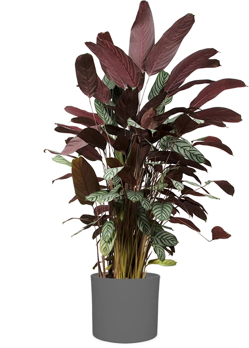 Ctenanthe oppenheimiana (XL)