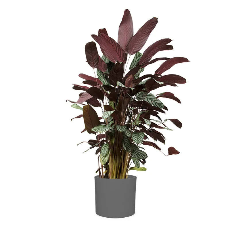 Ctenanthe oppenheimiana (XL)