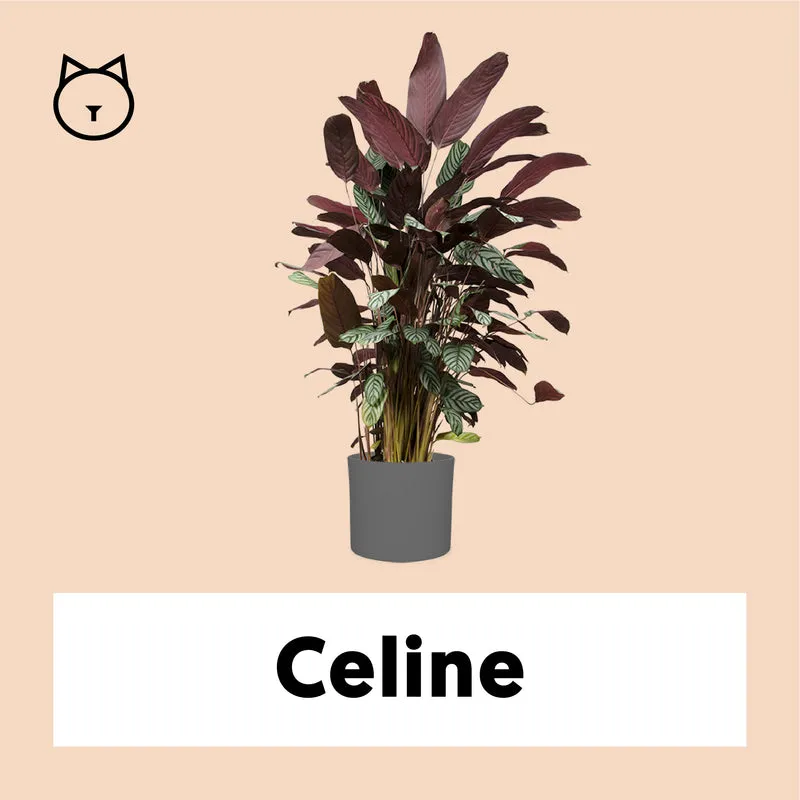 Ctenanthe oppenheimiana (XL)