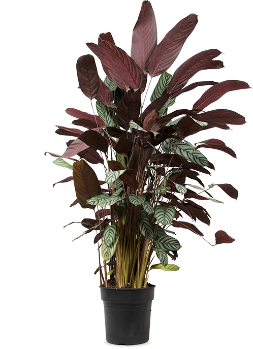 Ctenanthe oppenheimiana (XL)