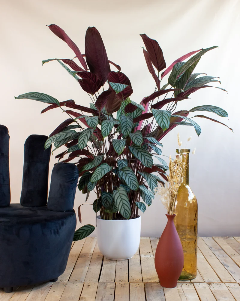 Ctenanthe oppenheimiana (XL)