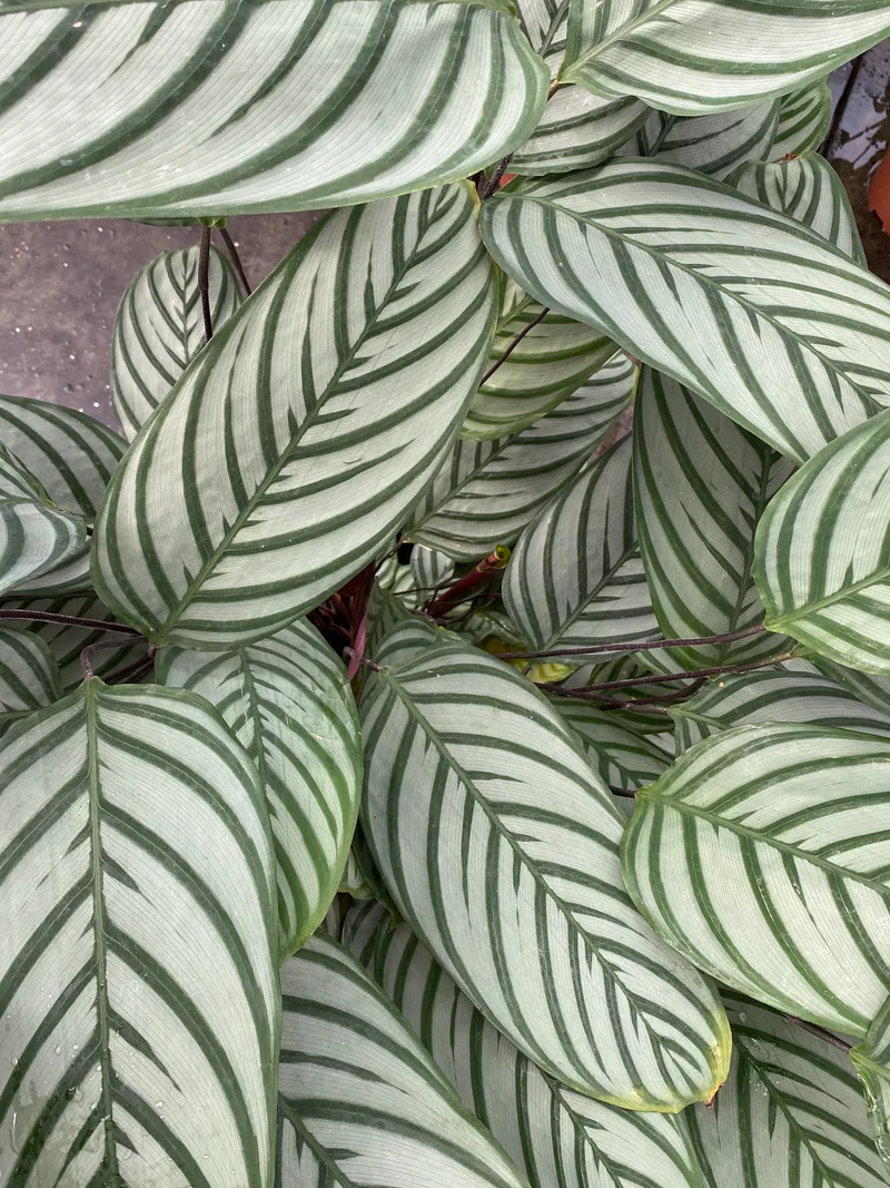 Ctenanthe oppenheimiana (XL)