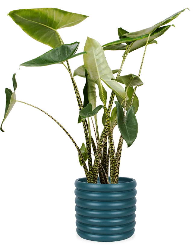 Alocasia zebrina (Elefantenohr) (L)