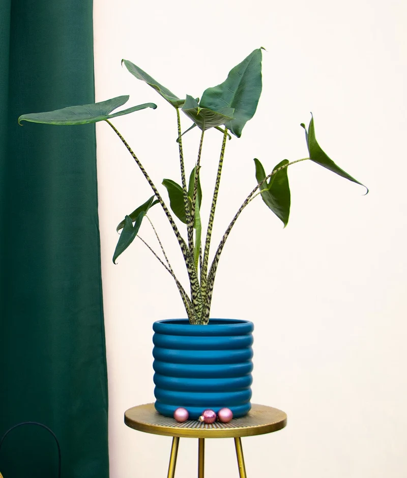 Alocasia zebrina (Elefantenohr) (L)
