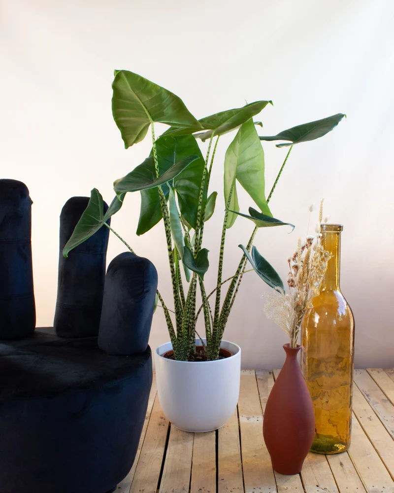 Alocasia zebrina (Elefantenohr) (L)
