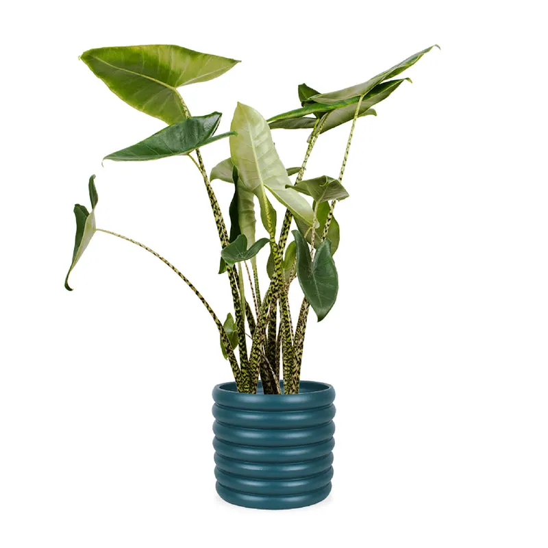 Alocasia zebrina (Elefantenohr) (L)