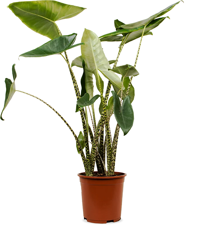 Alocasia zebrina (Elefantenohr) (L)