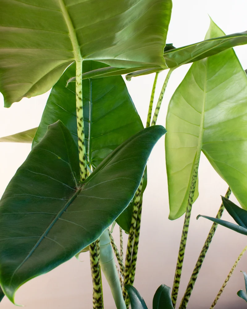 Alocasia zebrina (Elefantenohr) (L)