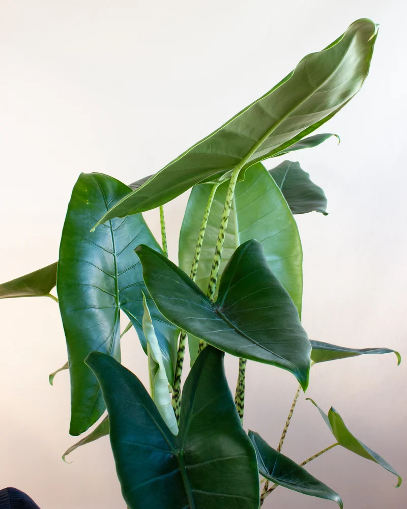 Alocasia zebrina (Elefantenohr) (L)