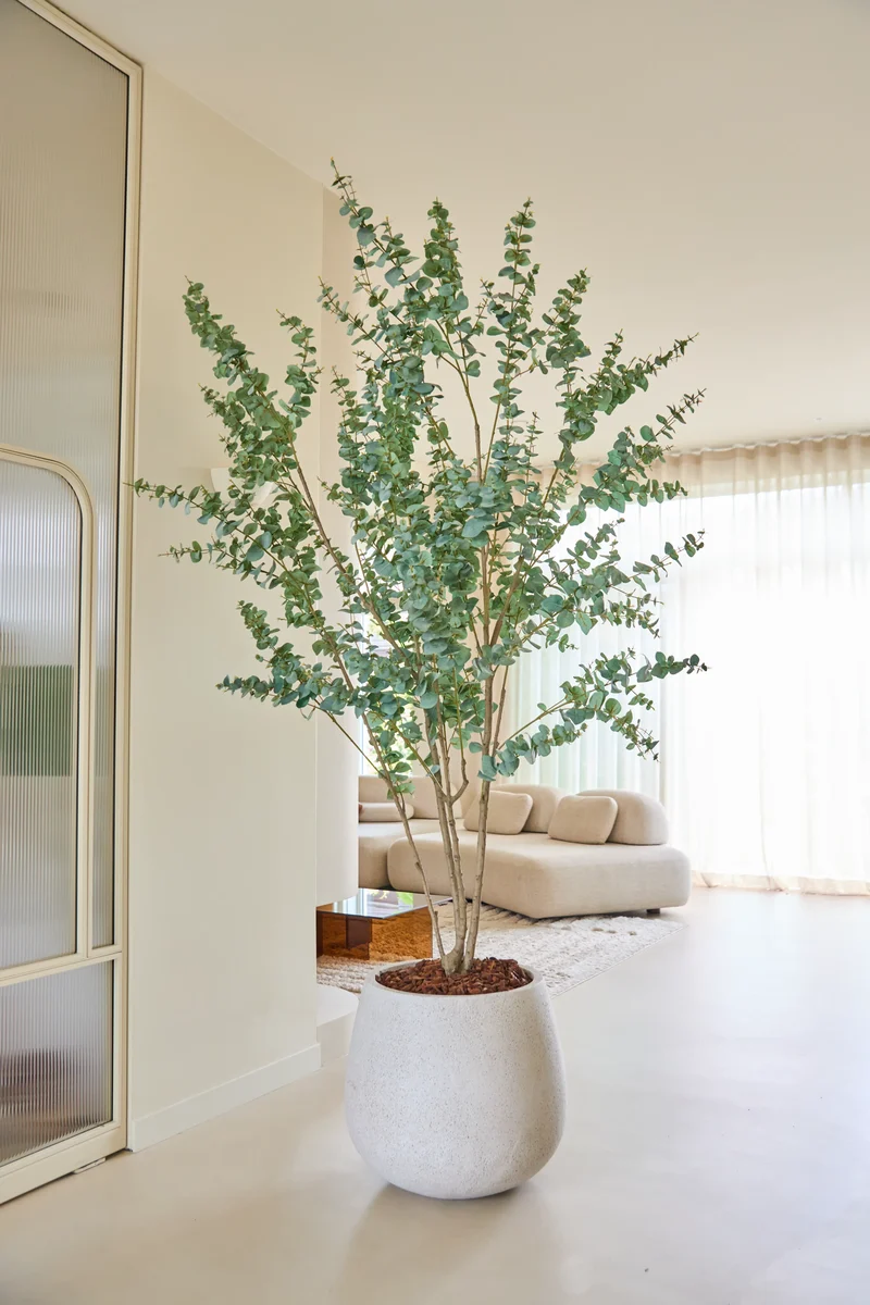Kunstplant Eucalyptus 240 cm