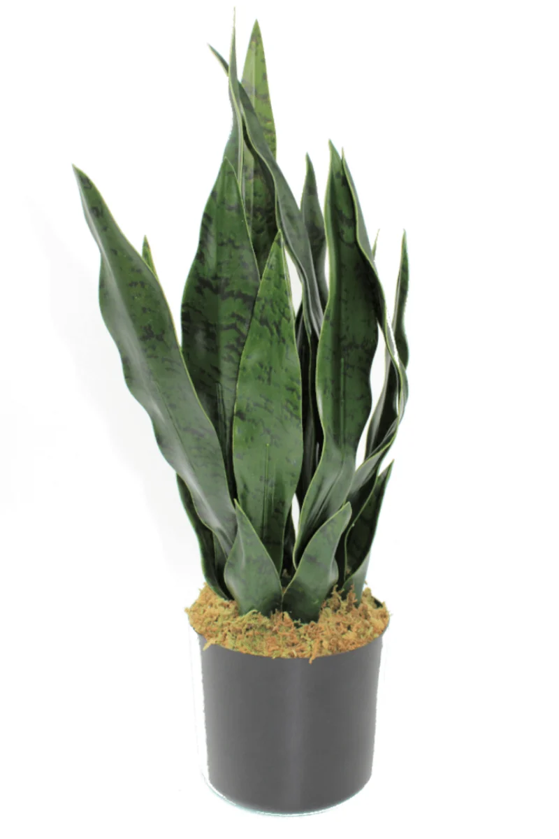 Sansevieria Kunstpflanze 40cm