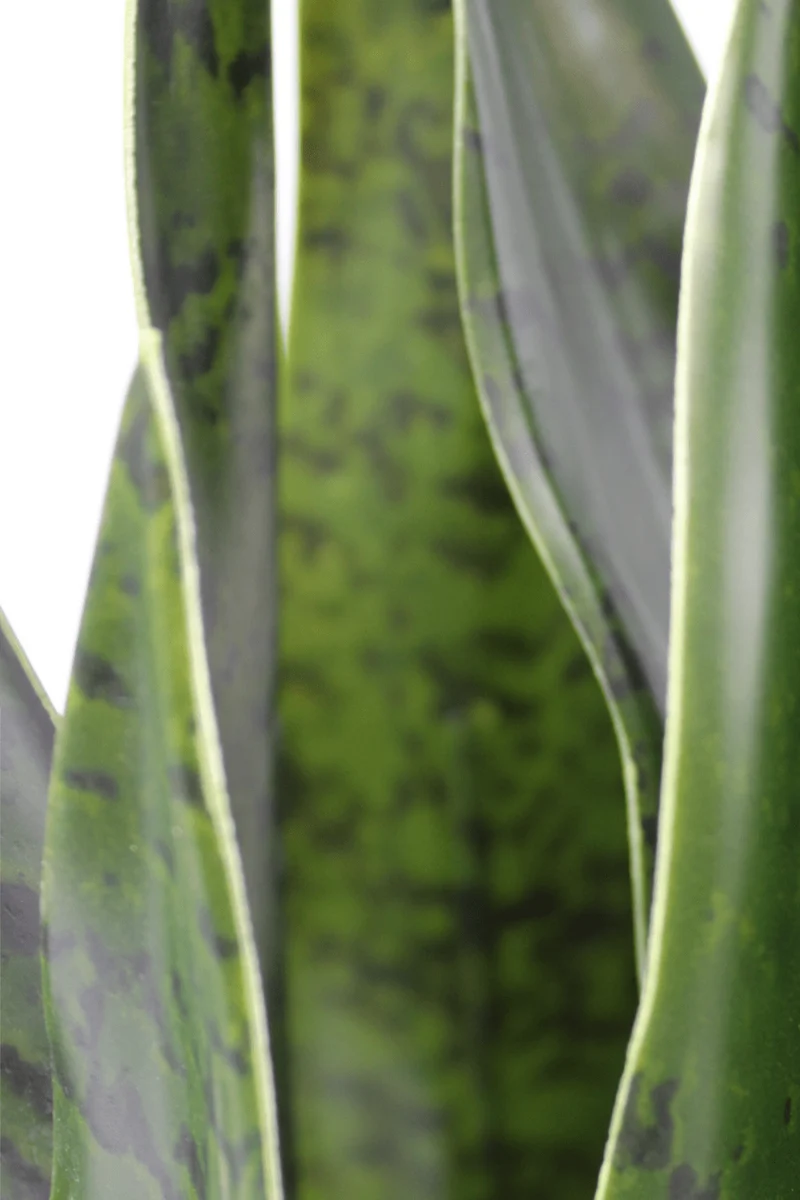 Sansevieria Kunstpflanze 40cm