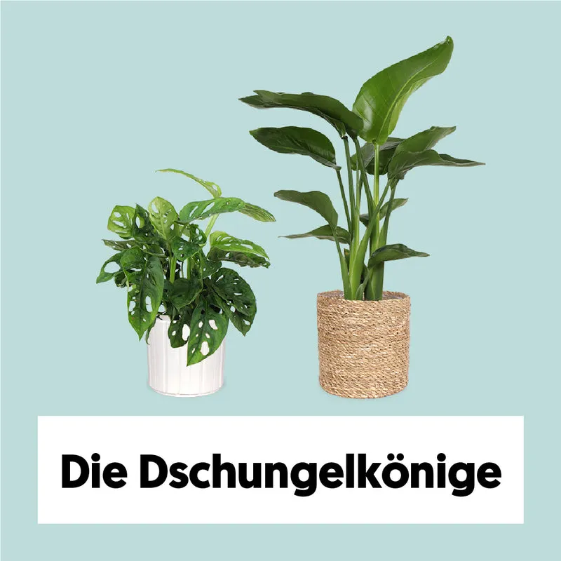 Die Dschungelkönige