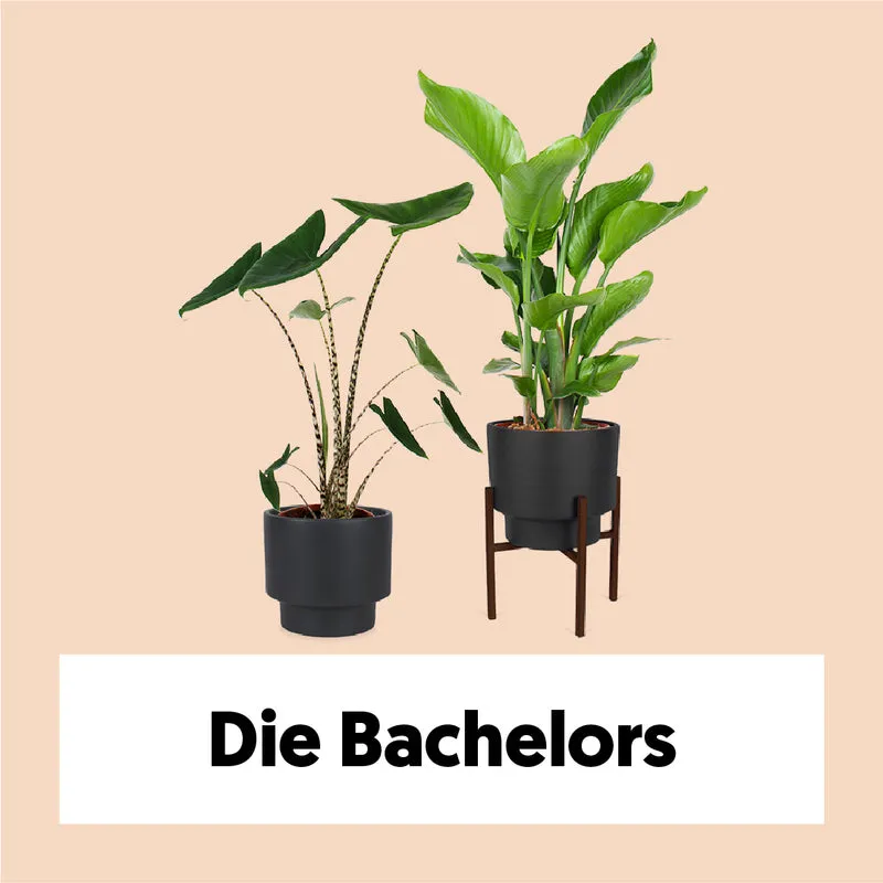 Die Bachelors