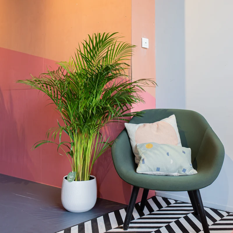 Areca Palme (Goldfruchtpalme) (L)