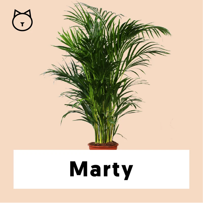Areca Palme (Goldfruchtpalme) (L)