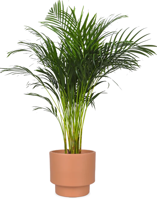 Areca Palme (Goldfruchtpalme) (L)