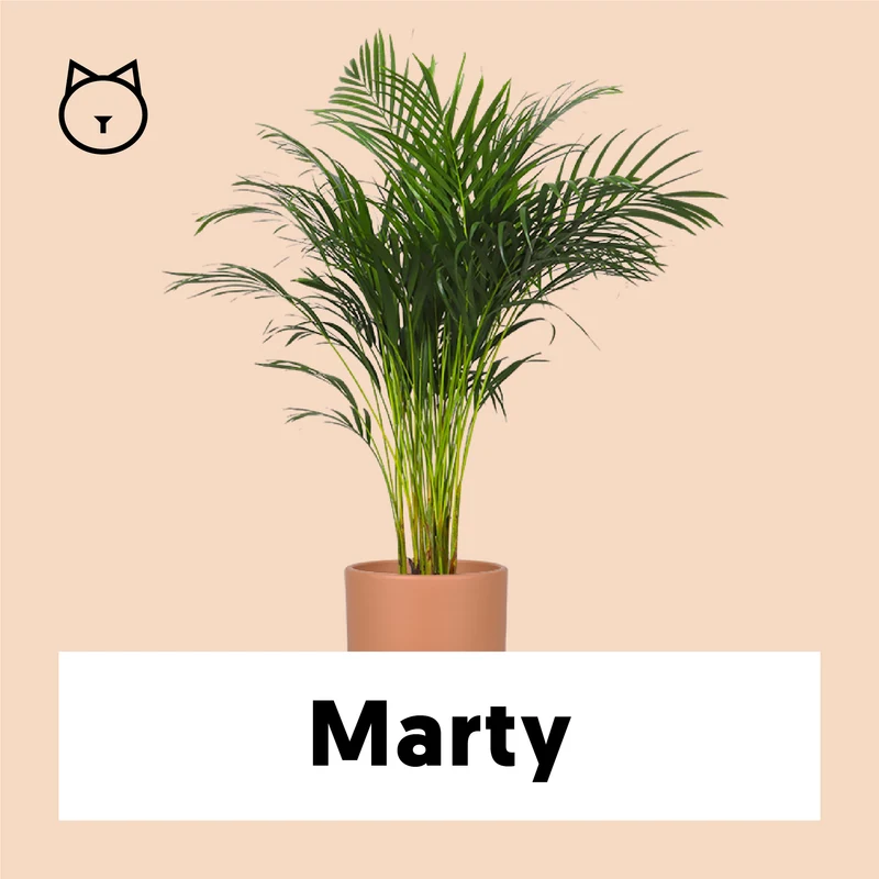 Areca Palme (Goldfruchtpalme) (L)