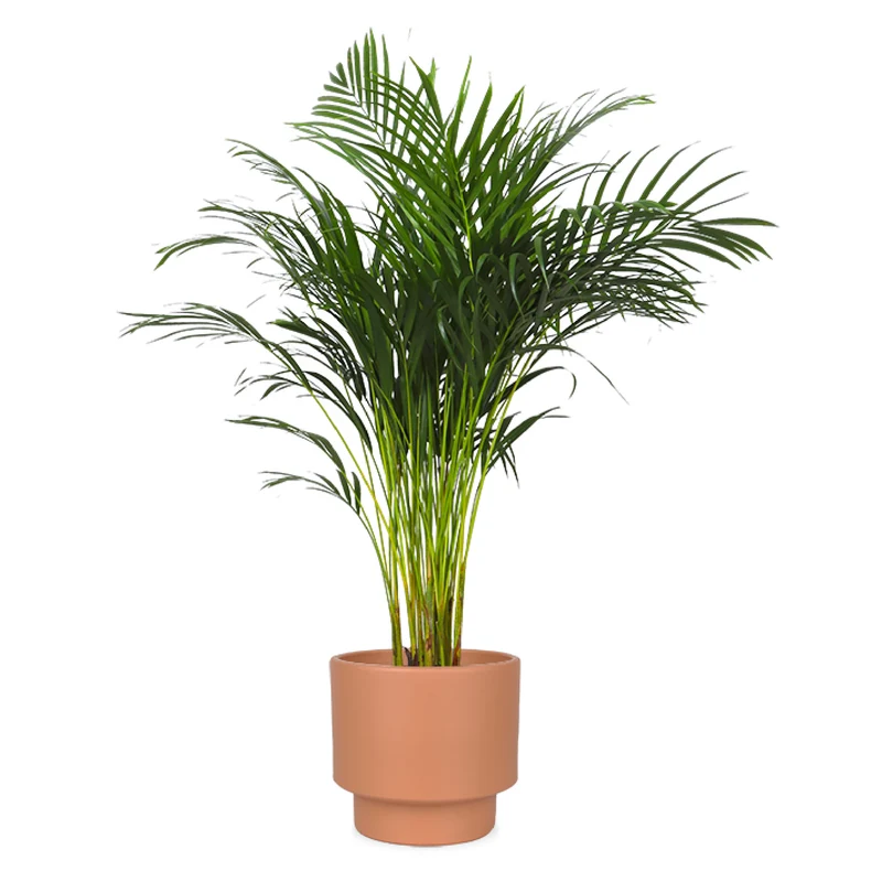 Areca Palme (Goldfruchtpalme) (L)