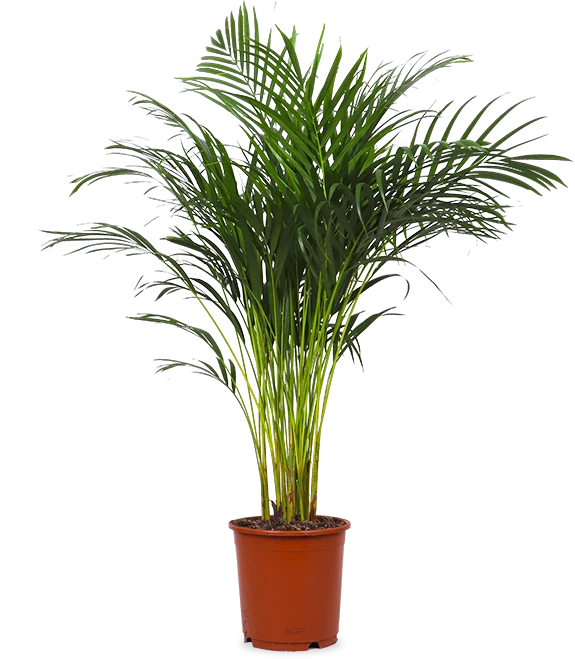 Areca Palme (Goldfruchtpalme) (L)