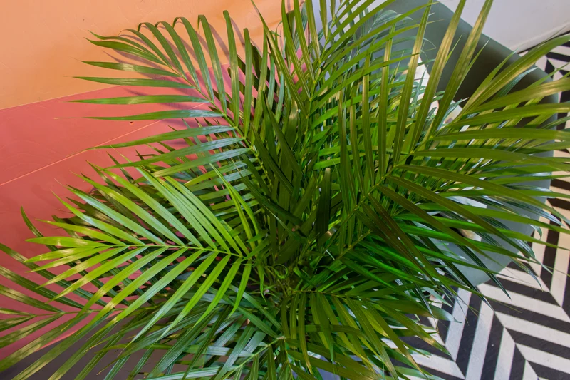 Areca Palme (Goldfruchtpalme) (L)