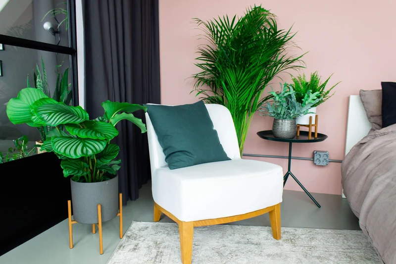 Areca Palme (Goldfruchtpalme) (L)