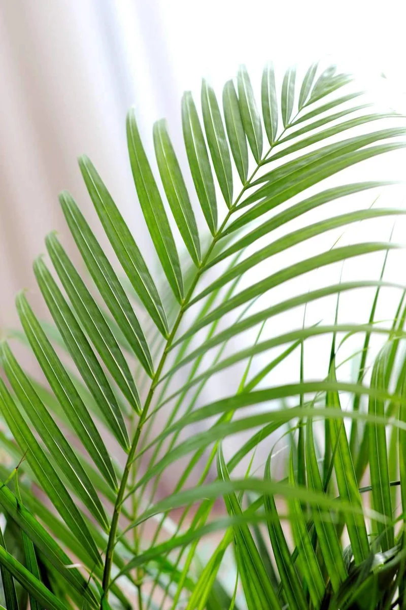 Areca Palme (Goldfruchtpalme) (L)