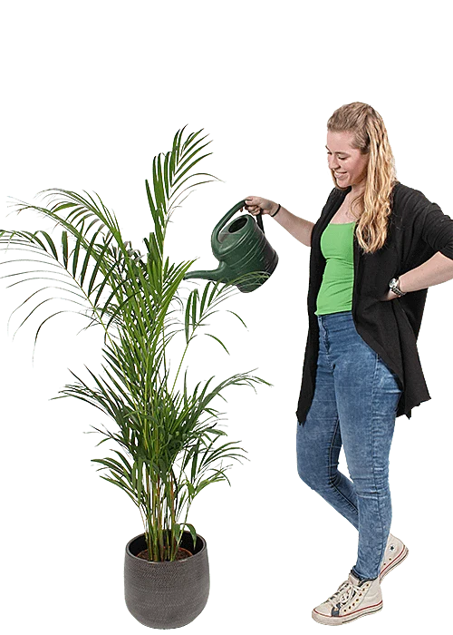 Areca Palme (Goldfruchtpalme) (L)