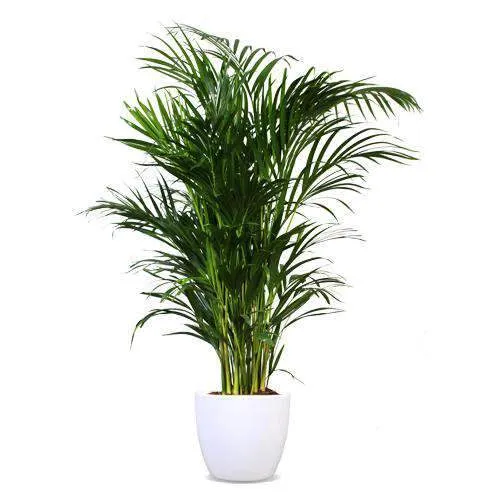 Areca Palme (Goldfruchtpalme) (L)