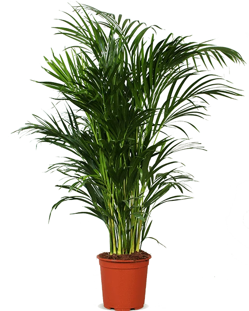 Areca Palme (Goldfruchtpalme) (L)