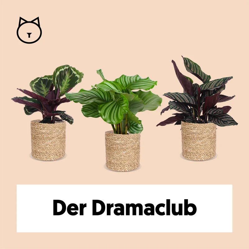 Der Dramaclub