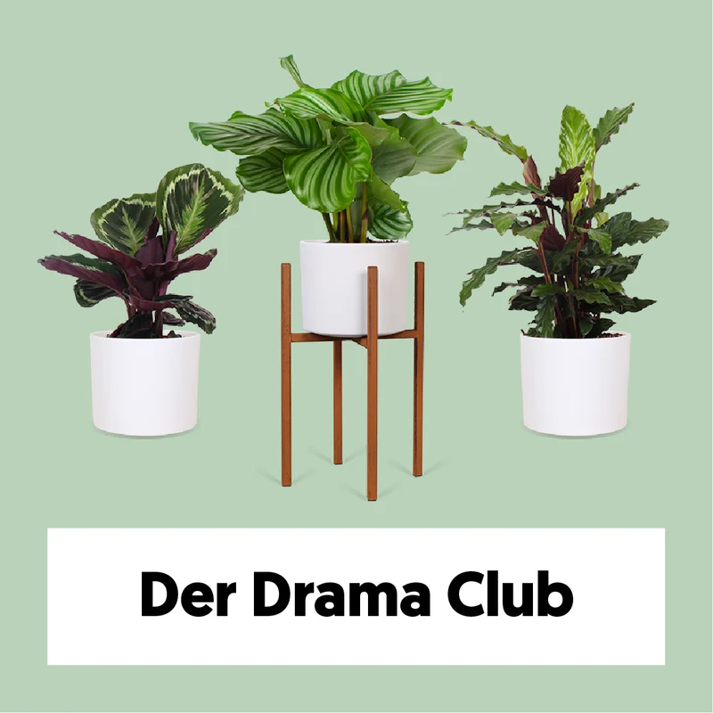 Der Dramaclub
