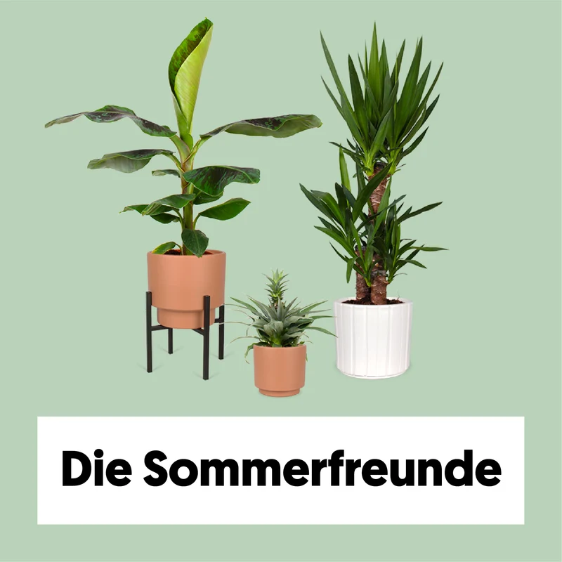 Die Sommerfreunde