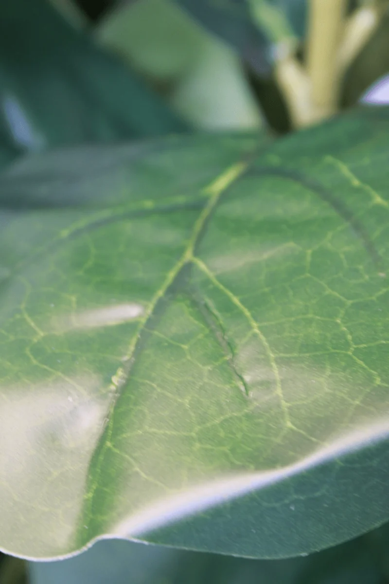 Ficus Kunstpflanze 120cm