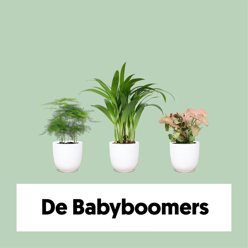 Die Babyboomer
