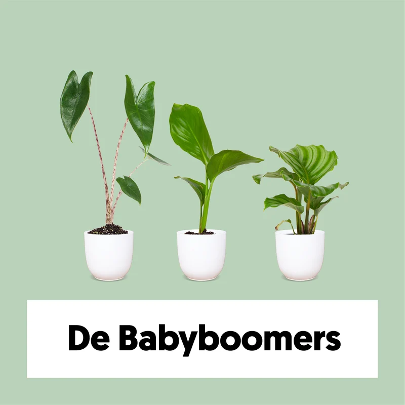 Die Babyboomer