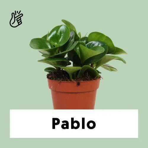 Peperomia obtusifolia (Zwergpfeffer) (S)