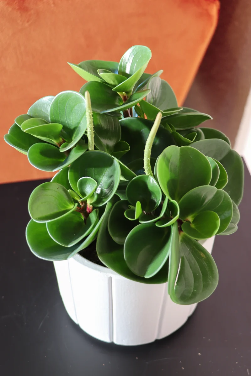 Peperomia obtusifolia (Zwergpfeffer) (S)