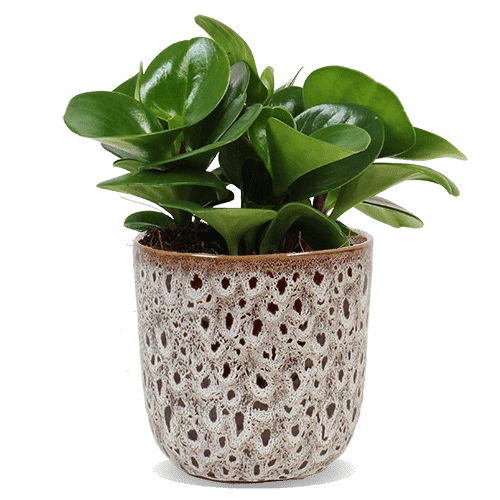 Peperomia obtusifolia (Zwergpfeffer) (S)