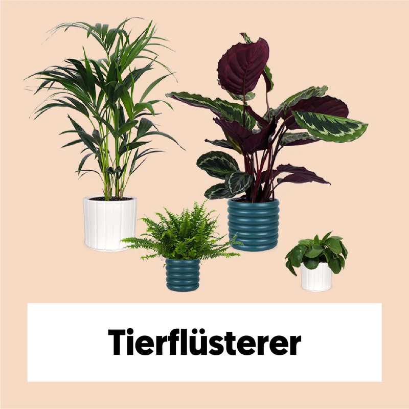 Tierflüsterer