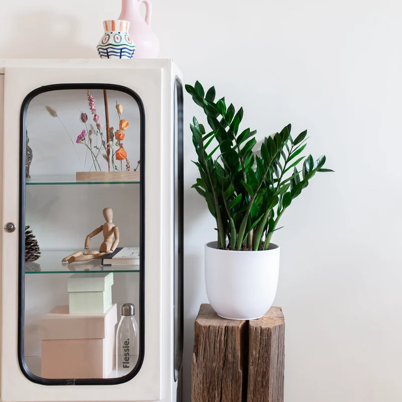 Zamioculcas (Glücksfeder) (M)
