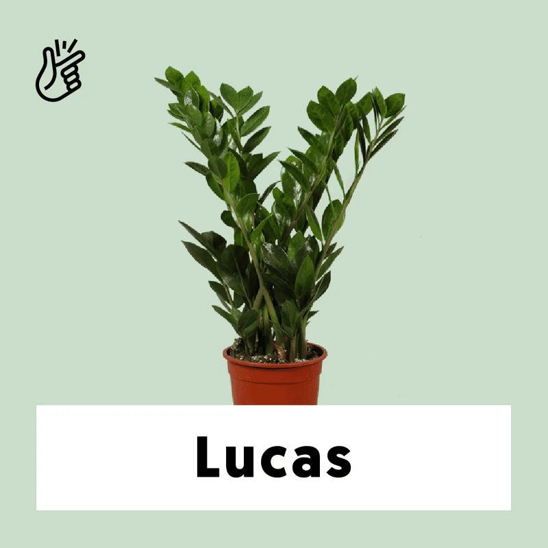 Zamioculcas (Glücksfeder) (M)