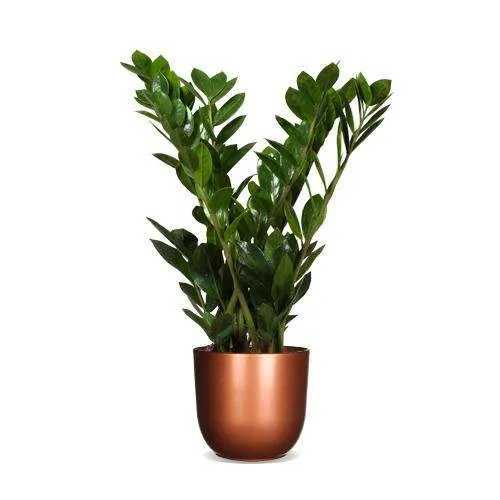 Zamioculcas (Glücksfeder) (M)